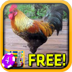 Rooster Slots - Free