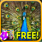 Peacock Slots - Free icône