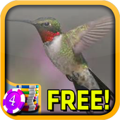 Hummingbird honey slot wins youtube Hummingbird honey slot wins youtube