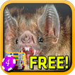 Vampire Bat Slots - Free