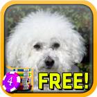 3D Affectionate Bichon Frise icon