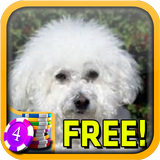 3D Affectionate Bichon Frise 圖標