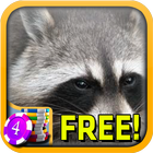 Raccoon Slots - Free icône