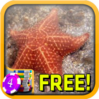Sea Star Slots - Free-icoon