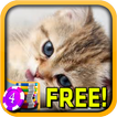3D Kitten Slots - Free
