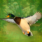 Duck Hunter VR icon