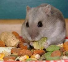 Hamster Food List 截图 2