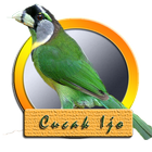 Master Cucak Ijo Lengkap icon