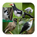 Kicauan Burung Jalak Terlengkap