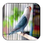 Popular Lovebird Chirping أيقونة