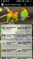 Popular Lovebird Chirping Affiche