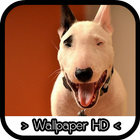 Bull Terrier Wallpapers-icoon