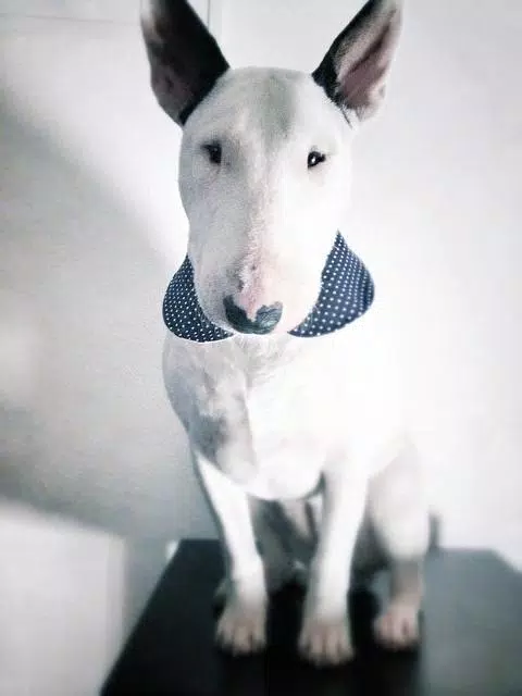 Descarga de APK de Bull Terrier Wallpapers para Android Descarga de APK de Bull Terrier Wallpapers para Android