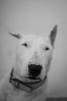 Bull Terrier Wallpapers poster