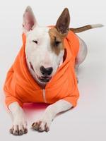 Bull Terrier Wallpapers screenshot 1