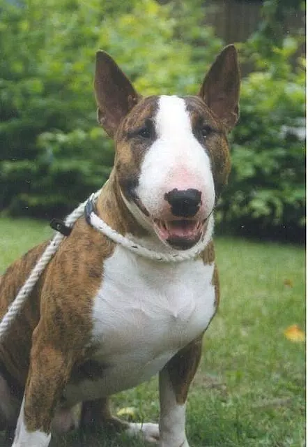 Descarga de APK de Bull Terrier Wallpapers para Android Descarga de APK de Bull Terrier Wallpapers para Android