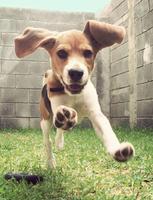 1 Schermata Beagle Wallpaper HD