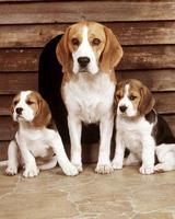3 Schermata Beagle Wallpaper HD