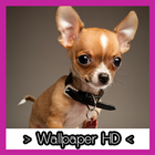 Chihuahua Wallpapers HD icône