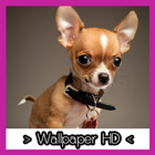 Chihuahua Wallpapers HD icon