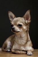 Chihuahua Wallpapers HD capture d'écran 1
