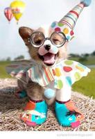 Corgi Wallpapers HD screenshot 3