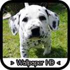 Dalmatians Wallpapers HD biểu tượng