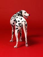 Dalmatians Wallpapers HD ảnh chụp màn hình 3