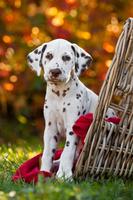 Dalmatians Wallpapers HD screenshot 2