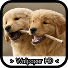 Golden Retriever Wallpapers أيقونة