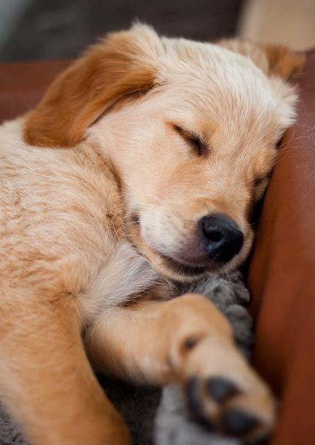 Tải xuống APK Golden Retriever Wallpapers cho Android Tải xuống APK Golden Retriever Wallpapers cho Android