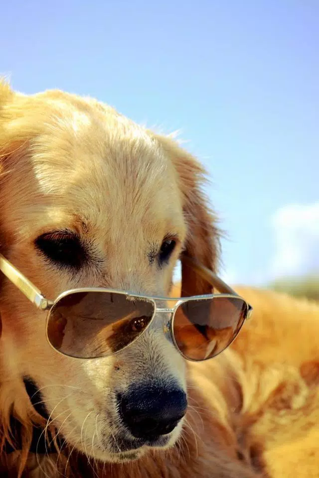Android 用の Golden Retriever Wallpapers Apk をダウンロード