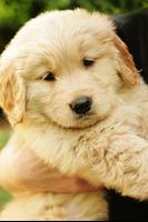 Golden Retriever Wallpapers تصوير الشاشة 2