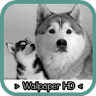 Siberian Husky Wallpapers icon