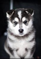 Siberian Husky Wallpapers スクリーンショット 1