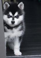 Siberian Husky Wallpapers screenshot 2