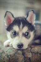 Siberian Husky Wallpapers screenshot 3