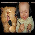 funny videos