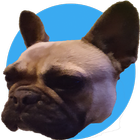 Bulldog Breeder icon