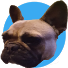 Bulldog Breeder ikon