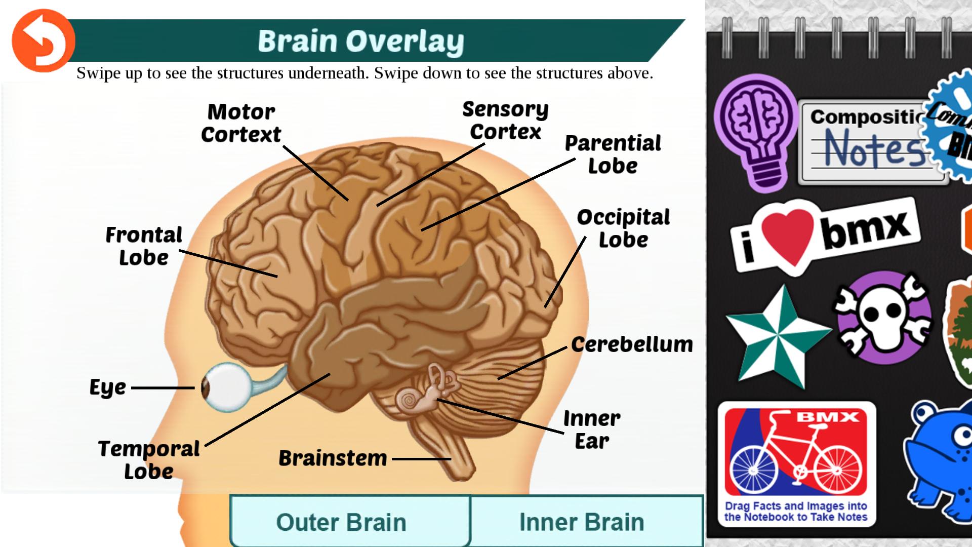 Brain down. Brain Inner. Rebound.