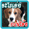 อะไรเอ่ย กวนโอ้ย APK
