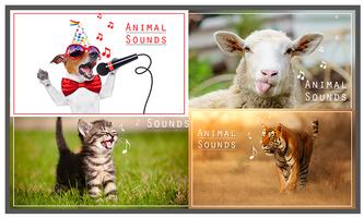 Animal Sounds पोस्टर