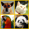 Guess The Animal
