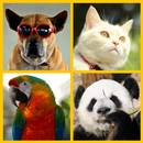Guess The Animal APK