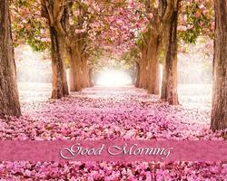 Good Morning HD Images imagem de tela 2