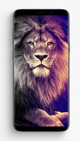 Lion Wallpapers screenshot 3