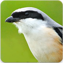 Shrike Bird Song : Long Tailed Shrike Bird Sound APK