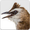 Yellow Vented Bulbul Song : Bulbul Bird Sound App