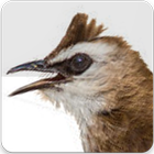 Yellow Vented Bulbul Song : Bulbul Bird Sound App icon